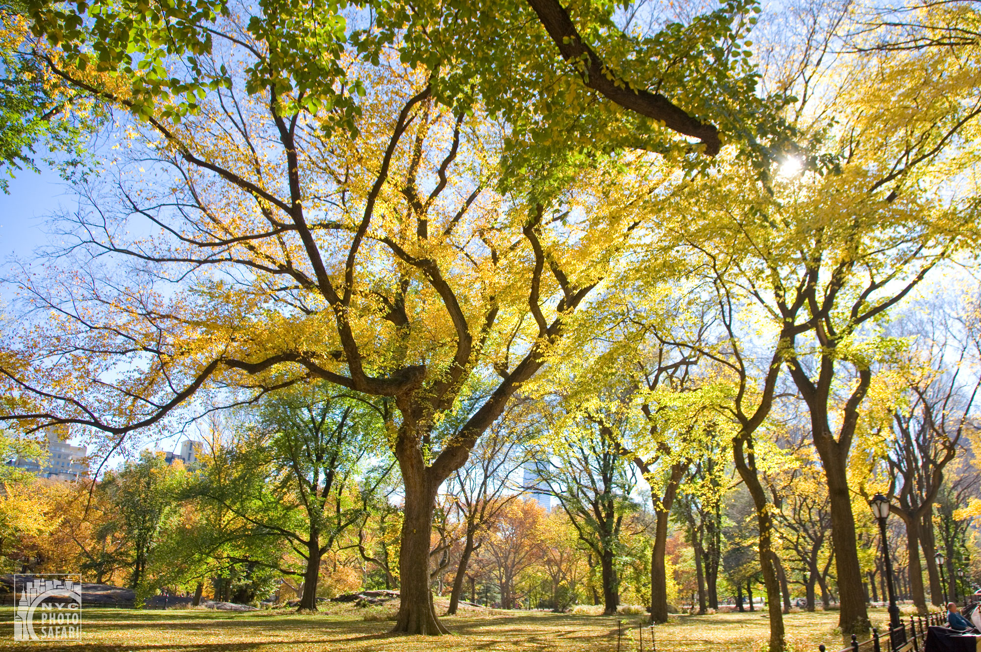 centralpark_fall